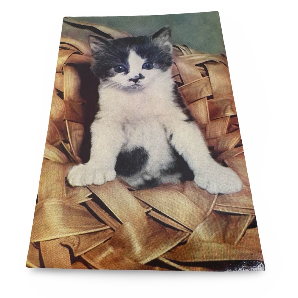 Unused Vintage Kitten Postcard 1960s Gray White Cat Basket Faulkner Kodachrome